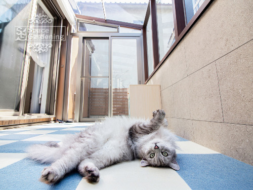 ǥ롼ࡡLIXIL޹ɥסɥ롡˥åեå300600ǭ