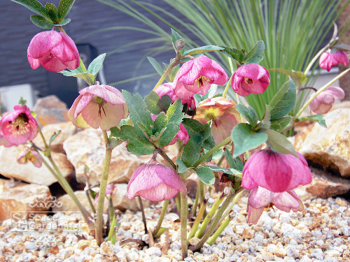 ���ϡ����ꥹ�ޥ�������