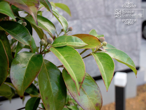 �������硼�����С������ȥݡ���饤�ȡ������ܥ��10��