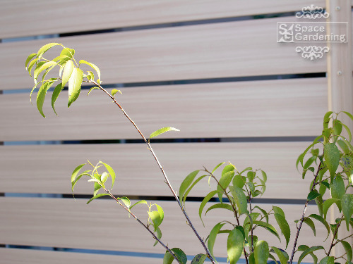 �ܱ����ե��󥹡�F&F �ޥ��ƥ����åɡ��ǥ�2�ʥҥΥ��˳��졡����ѥ�ǥ����ϥ��Υ�