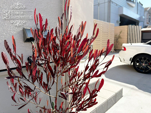 �ܱ����ե��󥹡�F&F �ޥ��ƥ����åɡ��ǥ�2�ʥҥΥ��˳��졡����ѥ�ǥ���