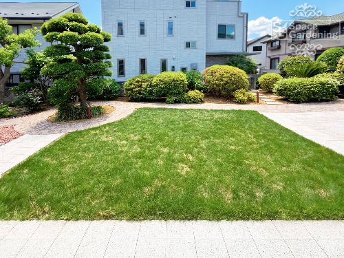 天然芝