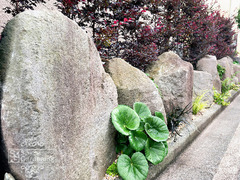 画像12